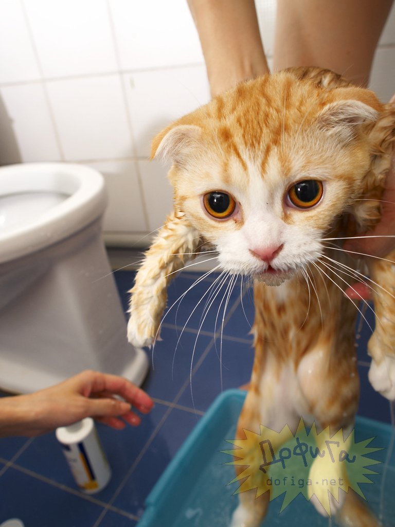 Кот после купания. Купание кошки. Котенок купается. Мытые кошки. Котик моется.
