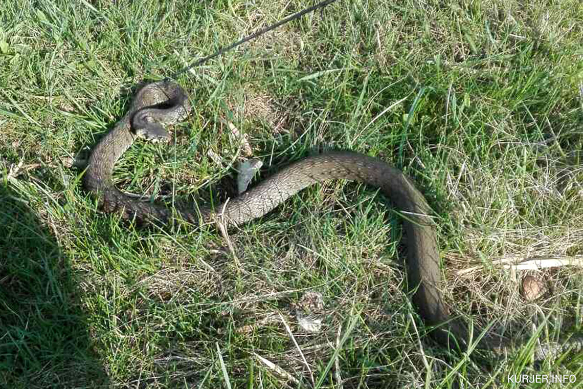 Фото змеи в беларуси